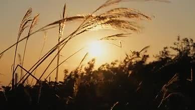 4k实拍日落夕阳植物剪影唯美空镜视频的预览图